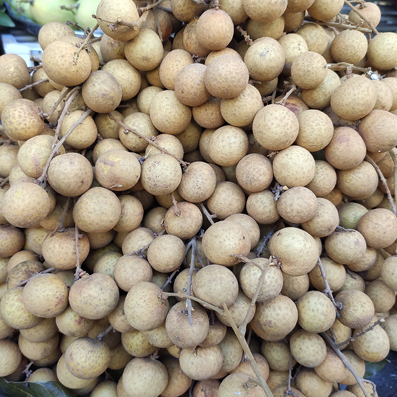 Nhãn Bắc hạt tiêu